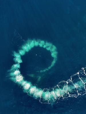 A post by @johnderting on TikTok caption: Ever see a humpback do this? Captured off the coast of greenland 🇬🇱🤯😍