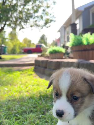 A post by @ridgetopaussies on TikTok caption: #corgisoftiktok #littlelegs #pembrokewelshcorgi 