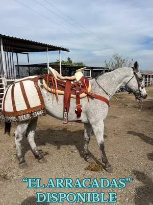 A post by @elreinodeloscaballos on TikTok caption: Que tal mis amigos de a caballo el día de hoy les presentamos “EL ARRACADAS” un caballo que a sido por varios años un consentido del reino de los caballos, un ejemplar que a pisado una gran cantidad de plazas de toros en diferentes estados, brindando siempre gran espectáculo a la afición, un caballo gallardo de mucha valentía que jamás se a negado a la orden del jinete, confiando siempre en el mando de su rienda a donde sea llamado a pesar del peligro que se le a visto expuesto siempre va hacia adelante, a enfrentar lo que tenga que pasar. El arracadas es un caballo muy versátil que se desempeña de una manera espectacular en diferentes disciplinas, resaltando las colas, piales, manganas y por supuesto el tan peligroso y peculiar jaripeo ranchero de toros bravos.  Arracadas es un caballo del criadero del señor Vicente Fernández Gomez, por tal razón porta con orgullo la figura de errar del rancho “VFG”. El día de hoy lo presentamos disponible para ustedes, para más información les dejamos número de contacto 3332592005 Les recordamos que estamos ubicados en Ixtlahuacán de los Membrillos en el Estado de Jalisco.  #ElArracadas #VFG #apaloosa #ElReinoDeLosCaballos  #Jaripeo  #TorosBravos