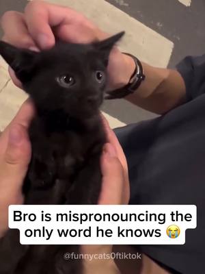 A post by @funnycats0ftiktok on TikTok caption: Part 60 | Kittens! Funny cat videos #funnycats #funnyanimals #funnypets #funnykitten #kittensoftiktok 