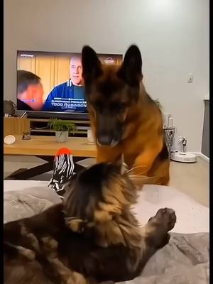 A post by @drouwnt on TikTok caption: Love between animals #animallove #animals #Love #cute #tiere #tierliebe #süß