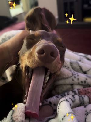 A post by @meliodasdagreat on TikTok caption: BIGGG yawnnn 💤 - #foryoupage #dachshundsoftiktok #fyp #meliodas #puppiesoftiktok #fypage #dogtok 