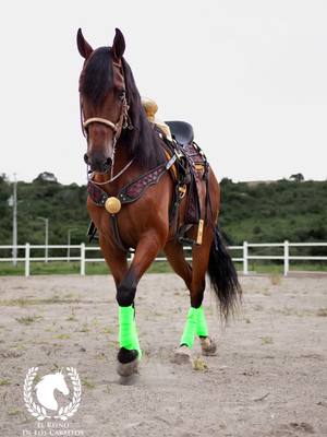 A post by @elreinodeloscaballos on TikTok caption: Que tal mis amigos de a caballo el día de hoy les presentamos a “FUEGO” un imponente caballo PRE 🇪🇸 pura raza español!!! Fuego es un gran ejemplar de apenas 5 años de edad con una gran alzada de 1.70 mts a la cruz terminado en rienda, baile, pasó español, y Passage.  Fuego es un ejemplar muy vistoso de una presencia imponente que además de resaltar por su grandioso baile, cuenta con la virtud y experiencia para trabajar en actividades de campo y ganadería. Y por supuesto un caballo ideal para lucir en desfiles, cabalgatas y cualquier evento donde sean bienvenidos los caballos bailadores!!! El día de hoy lo presentamos disponible para ustedes. Para más información les dejamos número de contacto, el número 3332592005. Les recordamos que estamos ubicados en Ixtlahuacán de los Membrillos en el estado de Jalisco. #Fuego #PRE 🇪🇸 #Español  #elreinodeloscaballos #caballosbailadores