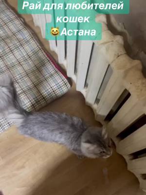 A post by @iwaidzumii on TikTok caption: I am alive shelter, Astana #переписка #коты #кошки #собаки #приют #зоозащита #зоо 