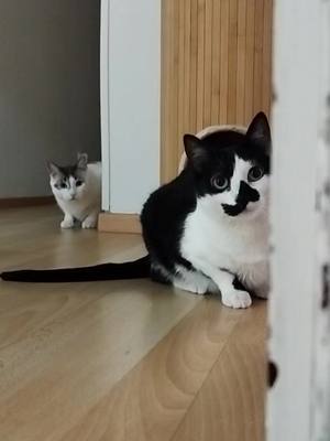 A post by @panavarm on TikTok caption: Carreras de Gatos. #gatos #dramaticos #fyp #parati 