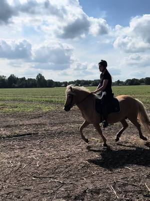 A post by @pixellponies on TikTok caption: 💜 . #horses #horse #ijslander #icelandichorse #foryoupage #foryou 