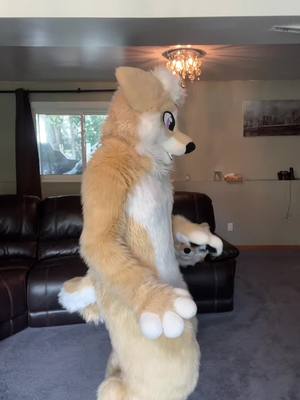 A post by @chibbytheshibainu on TikTok caption: Flexing college money that’ll disappear in a week 💀 #furries #fursuiter #furry #furryfandom #furrycommunity #furrytiktok 