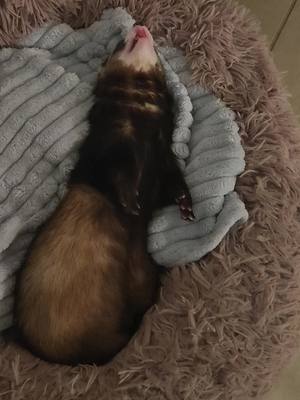 A post by @kitty.kat.2024 on TikTok caption: when your husband and ferret fall asleep in the same position @Chico Suave #ferret #ferretmom #ferretsoftiktok #ferretlove #ferretlife #PetsOfTikTok #sleepyferret #chunkyferret #husband #sleepy 