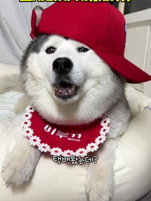 A post by @cute_booqoo on TikTok caption: 부끄 화장실 아니고 시끄 화장실!!!!! #cat #코숏 #고양이 #허스키 #husky #siberianhusky #시베리안허스키 #허스키부끄 @페스룸 