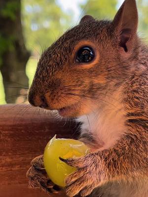 A post by @holdenstrong on TikTok caption: 🥹🐿️ #seratonin #squirrel #fyp 