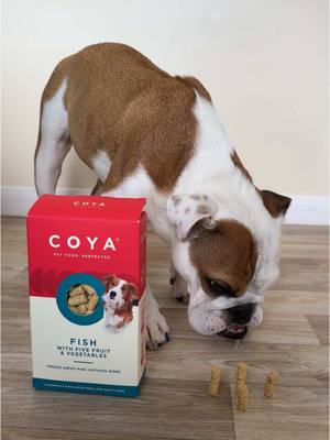 A post by @tiaenglishbulldog on TikTok caption: COYA freeze dried dog food broke this dog’s wait command 👀 #englishbulldog #fyp #DogTraining #coya 