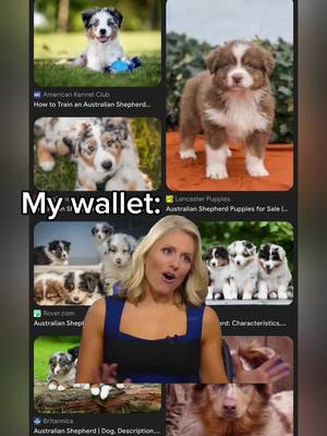 A post by @malibu_the_aussie_pup on TikTok caption: #MemeCut #Meme #MemeCut 