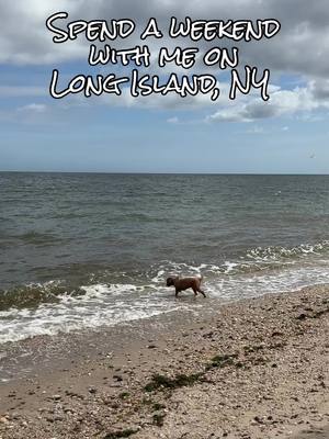 A post by @jessemenza on TikTok caption: Spend a weekend with me on Long Island, NY! 📍 🌊 🌴 ⛵️ #longisland #portjefferson #rockypoint #ny #newyork #beach #labordayweekend #ldw #holiday #dog 