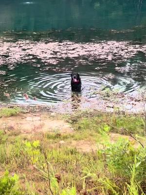 A post by @feralfarmky on TikTok caption: Labor day weekend shenanigans looked a bit like this. #laborday #labordayweekend #PetsOfTikTok #dogsoftiktok #horsesoftiktok #goatsoftiktok #girlswhofarm #feralfarm #feralfarmky #foryoupage #fyp 