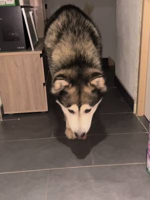 A post by @karaladinguote on TikTok caption: Quand t’es sur le trône 😂😂😂#nordique #malamute #malamutedalaska #neiko #languette 