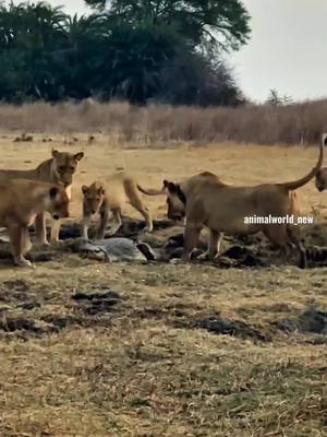 A post by @animalworld_new on TikTok caption: #lion #animals #wildlife 