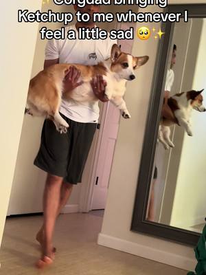 A post by @ketchupthecorgi on TikTok caption: Ketchup makes everything better 🥰 #dogsoftiktok #ketchupthecorgi #fyp