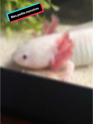 A post by @steph6623 on TikTok caption: #axolotl 