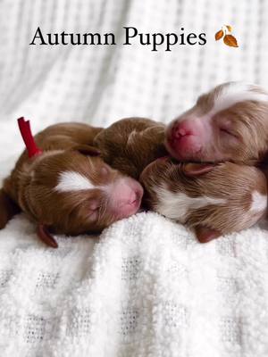 A post by @goldendoodles on TikTok caption: How fast can you count? I need you to guess how many girls and how many boys Gracie had! It’s fairly rare to get a whole litter of tuxedos! We are thrilled with them! #tuxedogoldendoodle #goldendoodlebreeder 