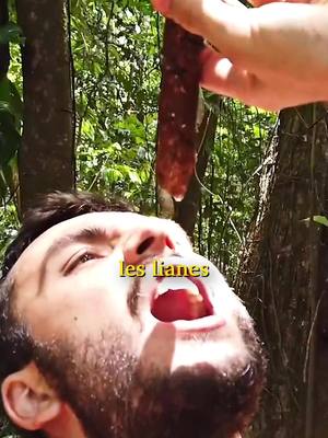 A post by @ulysselubin on TikTok caption: Qui aurait goûté les termites ? #survie #jungle #costarica 