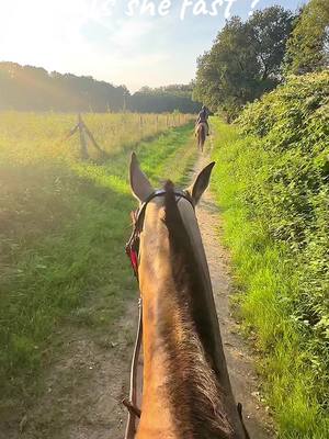 A post by @zoe_1509_x on TikTok caption: ⚡️🏇 #horse #ps #fast #run #equestrian #lusitano 