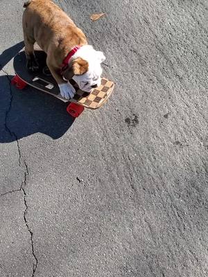 A post by @odinthetornadodog on TikTok caption: The origins of Odin!#bulldogsoftiktok😍🐶 #skateboard #englishbulldog 