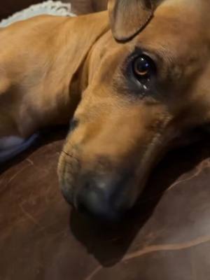 A post by @buddy_the_ballbag on TikTok caption: #fart #fartprank #rhodesianridgeback #dogprank #dogsoftiktok #dogoftheday #hound #lionhunter #PetsOfTikTok #pets #viral #fypage 