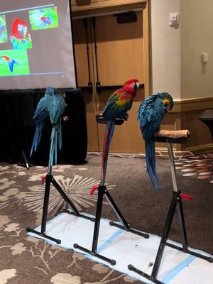 A post by @birdsoutloud on TikTok caption: Getting ready for our presentation for kids at AFA! 