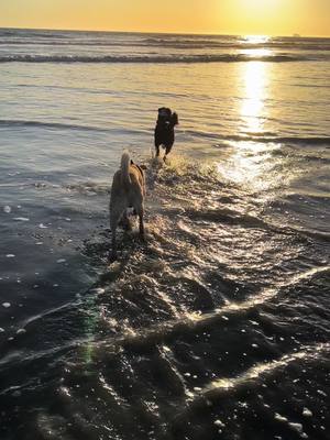 A post by @roodydoo on TikTok caption: Besties basking in the sunset #sunset #rescuedogs #dogs #dogsoftiktok #fyp #beachlife #cali 