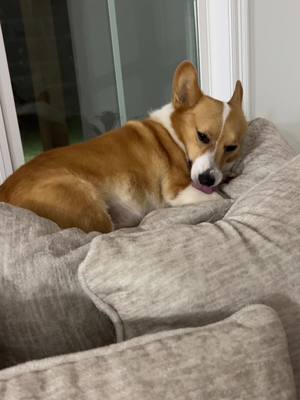 A post by @hamilton_thecorgi on TikTok caption: That would be ham #corgisoftiktok 