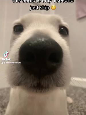 A post by @booanditsythejrs on TikTok caption: You can go 🙂‍↕️😿 #dog ## #fyp #foryou #jrs