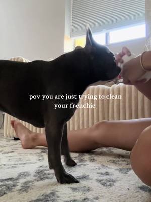 A post by @alyssaopperman on TikTok caption: she’s like mom what are you doing 😭  #trending #frenchbulldog #frenchiesoftiktok #frenchies #frenchiepuppy 