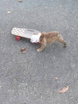 A post by @odinthetornadodog on TikTok caption: The origins of Odin! Part 2#skateboard #englishbulldog #bulldogsoftiktok😍🐶 