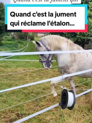 A post by @laet.brb on TikTok caption: Dommage que Ourane ait 22 ans 😅 #etalon #chevalentier #jument #elevageequin #chevaux #cheval #merenshorse #appaloosahorse #reproductionequine 