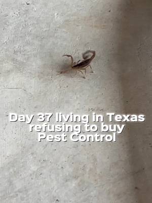 A post by @mosiahmtz on TikTok caption: We moved to Texas #texas #bugs #pestcontrol #homeowners 