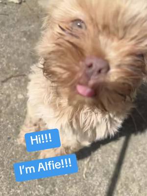 A post by @forget.me.not.11.69 on TikTok caption: @11_Alfie_11 🐾🤍🐾 #shihtzu #puppy #boy #fluff #greeneyes #happy #happy #cuddle #friend #Love #sweet #fyp #blessed #september #cute #cutebaby #smile 