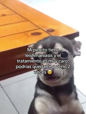 A post by @neliperrita9 on TikTok caption: Dejar un 🎁 por ella:( #triste #perritos #perro #tiktokglobal 