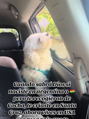 A post by @andycarrenor on TikTok caption: Y solo tengo 1 año y medio #doglife #dogmom #fyp 