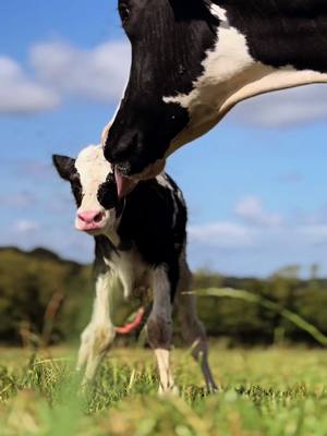 A post by @gaetan.lb on TikTok caption: 🥰🐮 #velage #cow #jeuneagriculteur #fyp #pourtoi #foryou #vache #veau 