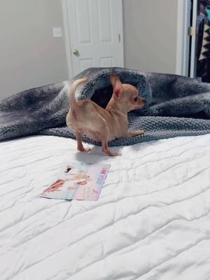 A post by @yousurearelucky on TikTok caption: Shes always picking on hank #annoying #chihuahua #tiny #chi 