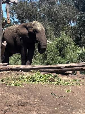 A post by @marissa_raquel01 on TikTok caption: #dayinmylife #dayinmylifevlog #diml #la #losangeles #lanative #sandiego #sandiegozoo #panda #giraffe #fypage #foryoupage #fypage #orginalsound 