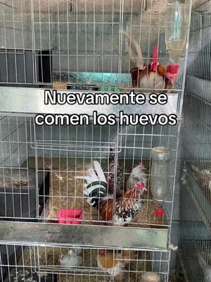 A post by @jordijuarez7 on TikTok caption: Nuevamentr los gallitos se comen los huevos #viral #viraltiktok #kikirikisjordyjuarez #kikirikis #gallitosminiatura #gallinas #huevos 