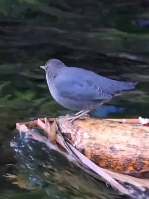 A post by @ghenima70 on TikTok caption: vidéo nature #france🇫🇷 #iledefrance #naturevideo #beauty #beauty #CapCut #naturevalley 