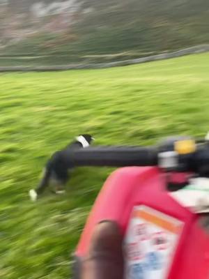 A post by @_celynrees on TikTok caption: 💨💨 #workingdogs #scotchsheepdog #foryoupage #workingdogs #fyp #agriculture #midwales 