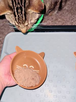 A post by @vs.1320 on TikTok caption: Heres my discount code for 20% off!  ValeriaJ20 https://crrnt.app/ZIWI/og0zZV-Z  @ziwipets, @ziwipetsusa  #ziwi #ziwipartner #cat #betteryourbowl #ziwipets