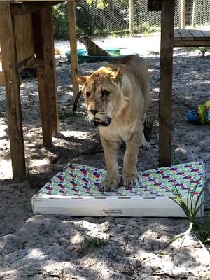 A post by @carefoundationflorida on TikTok caption: Oh no! Not the post birthday blues! 🤪 #animalrescue #animalsanctuary #wildlifeconservation #animaladvocacy #nonprofit #animalsanctuarylife #wildliferescue #liliger