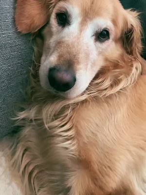 A post by @mygoldenhope on TikTok caption: #viral #debate #dogtok #goldenretriever #trump2024 #fyp #dogs #cats #pets 