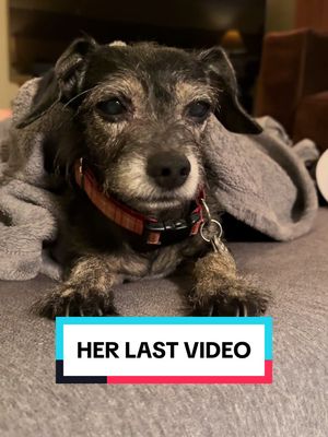 A post by @scruffabella on TikTok caption: She left this world the next morning… • Bella hadn’t eaten much her last few days so I tempted her with a little deli turkey that I hadn’t given her in years ever since I changed her diet due to her pancreatitis. I was mad at myself for giving her something that I knew might trigger her pancreatitis again but was so desperate to get her to eat something. Had I known they were her last days I would have probably let her eat anything. • From the very first day I brought Bella home from the shelter I feared the day when she would leave. I knew that it would be the worst day of my entire life. That day was Monday. But it wasn’t exactly what I expected. In fact, it was a hundred times worse than I ever imagined it would be. I felt a pain that I never even knew could exist. I still do. I’m not sure it will ever go away. It’s just a part of me now. • Thank you all for your wonderful comments and messages of support. I had always admired Joe Camp who was the creator of Benji. Those videos made my life when I was a kid. I always wished I could find a dog that would be so expressive and tell a whole story with a single look so I could create something that he did to inspire everyone to think differently about shelter dogs. Tho I never reached quite as many people as he was able to with Benji, your messages have shown me how many of you Bella touched and felt your lives were better after having seen her videos all these years. That’s what I hoped for. And I truly hoped I inspired some people to adopt shelter dogs who wouldn’t have otherwise. That was my greatest wish. • I’ll continue to post pics and videos of Bella for awhile as long as you want to see them. For every single video that I’ve posted of her over the years, there’s just as many that I never shared or finished how I wanted. So as I’m reminiscing and finding them, I may post some of those never seen videos in addition to some of your favorites. • I honestly don’t know what I’m doing. I’m now going to be walking aimlessly through the days. I feel so lost without her. I guess I’ll figure it out as I go along. Much love to you all from a broken heart. 💔 • #rescuedog #rainbowbridge #PetsOfTikTok #dogsoftiktok #scruffabella 