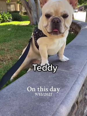 A post by @teddy.thefrenchy on TikTok caption: #onthisday 