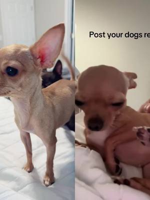 A post by @yousurearelucky on TikTok caption: #duet with @Lucky #howl she makes herself howl from her own howling 😂 #howling #prettygirl #chihuahua #tinypup #2pounds 